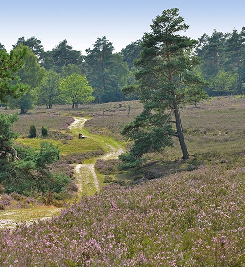 Lüneburger Heide
